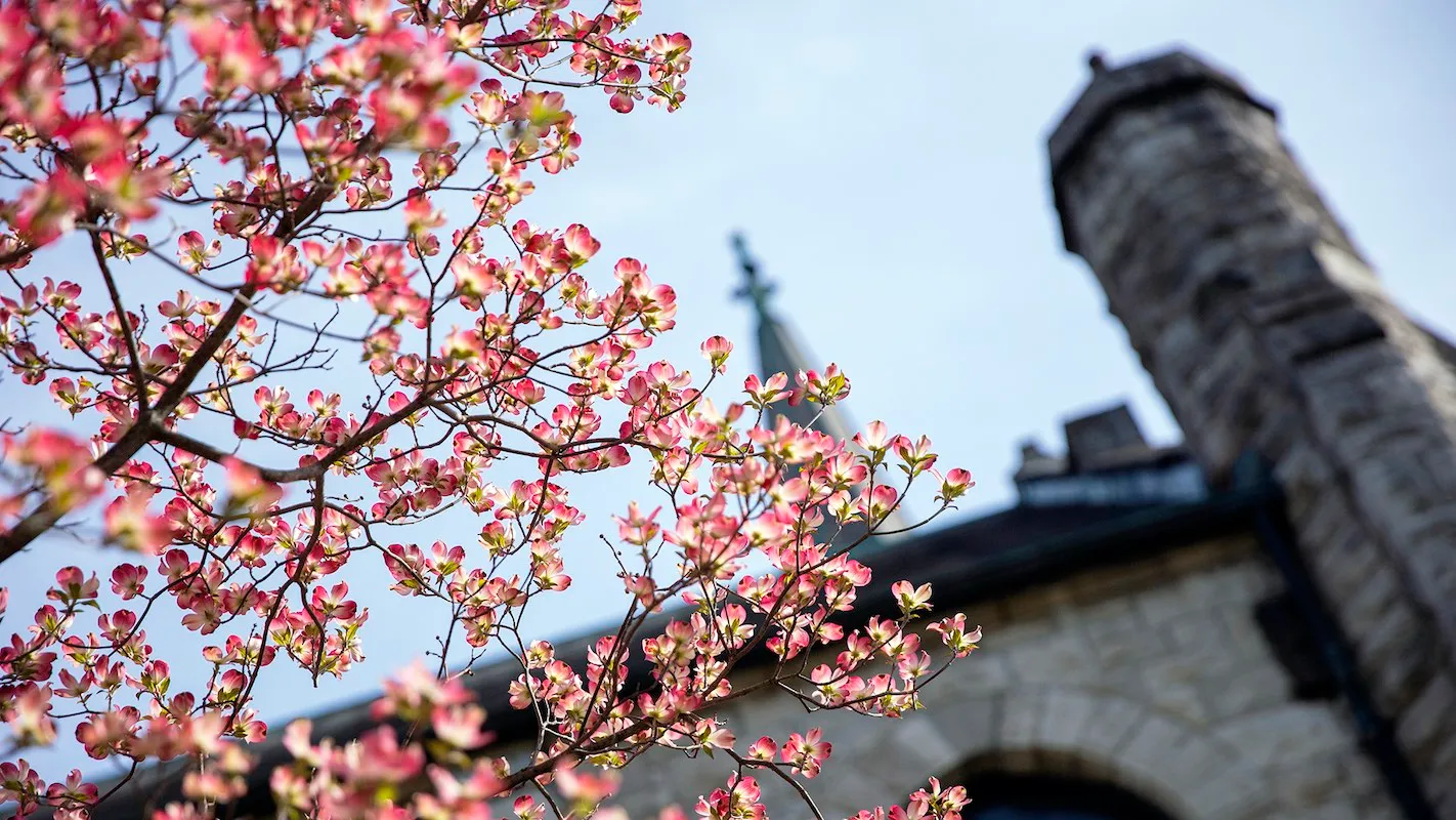 Pink dogwood blossoms in front of Stone Chapel