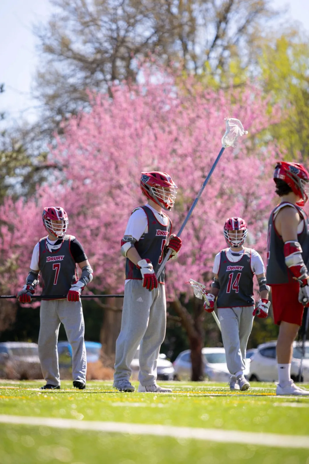 Drury lacrosse players on the field in front of blossoming spring trees